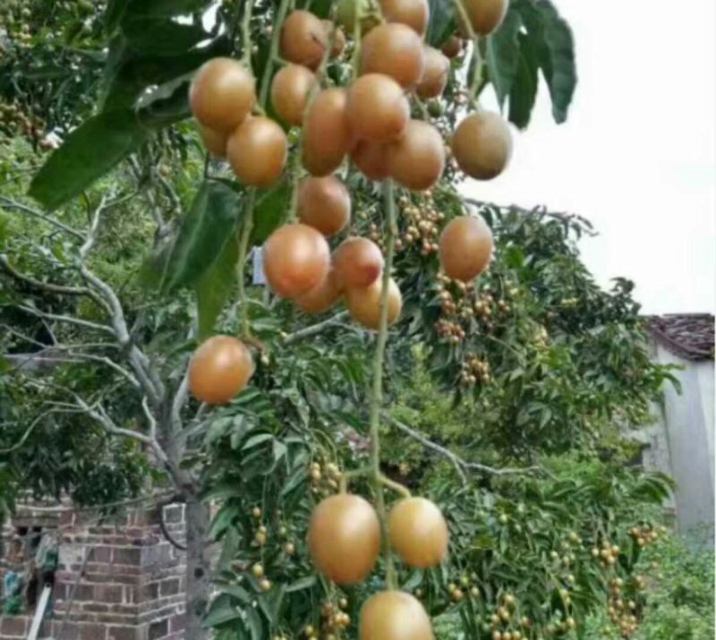 正宗黑黄皮苗