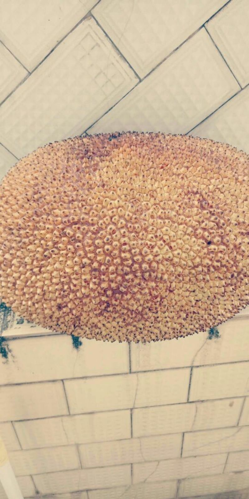 1号菠萝蜜苗，嫁接苗