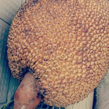 1号菠萝蜜苗，嫁接苗