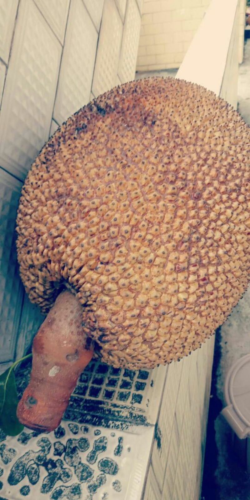 1号菠萝蜜苗，嫁接苗