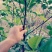 1号菠萝蜜苗，嫁接苗