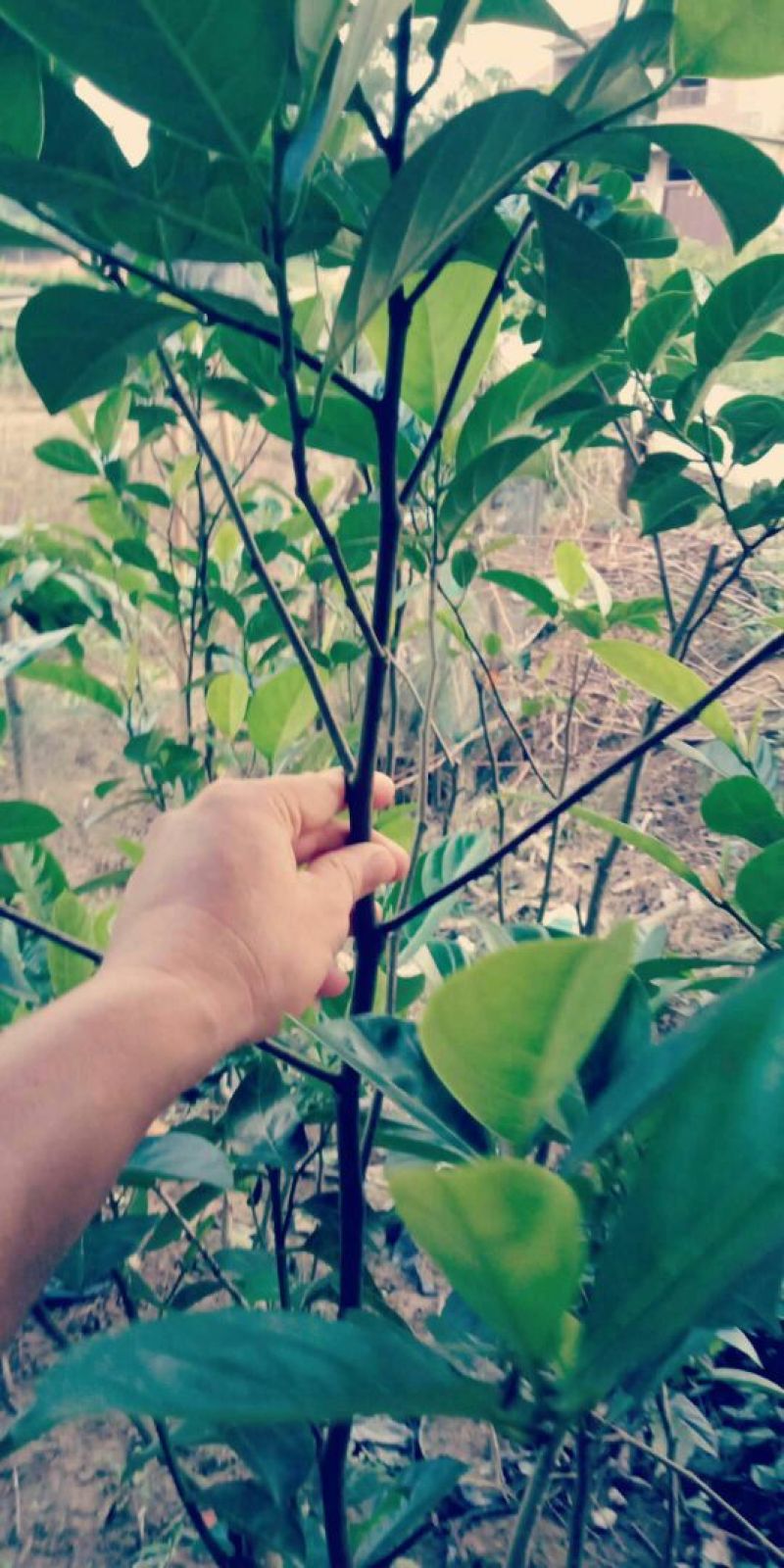 1号菠萝蜜苗，嫁接苗