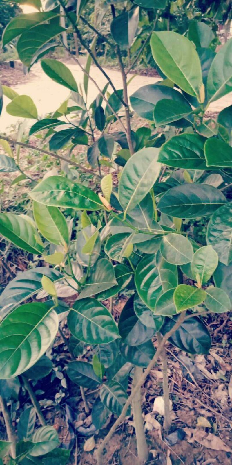 1号菠萝蜜苗，嫁接苗