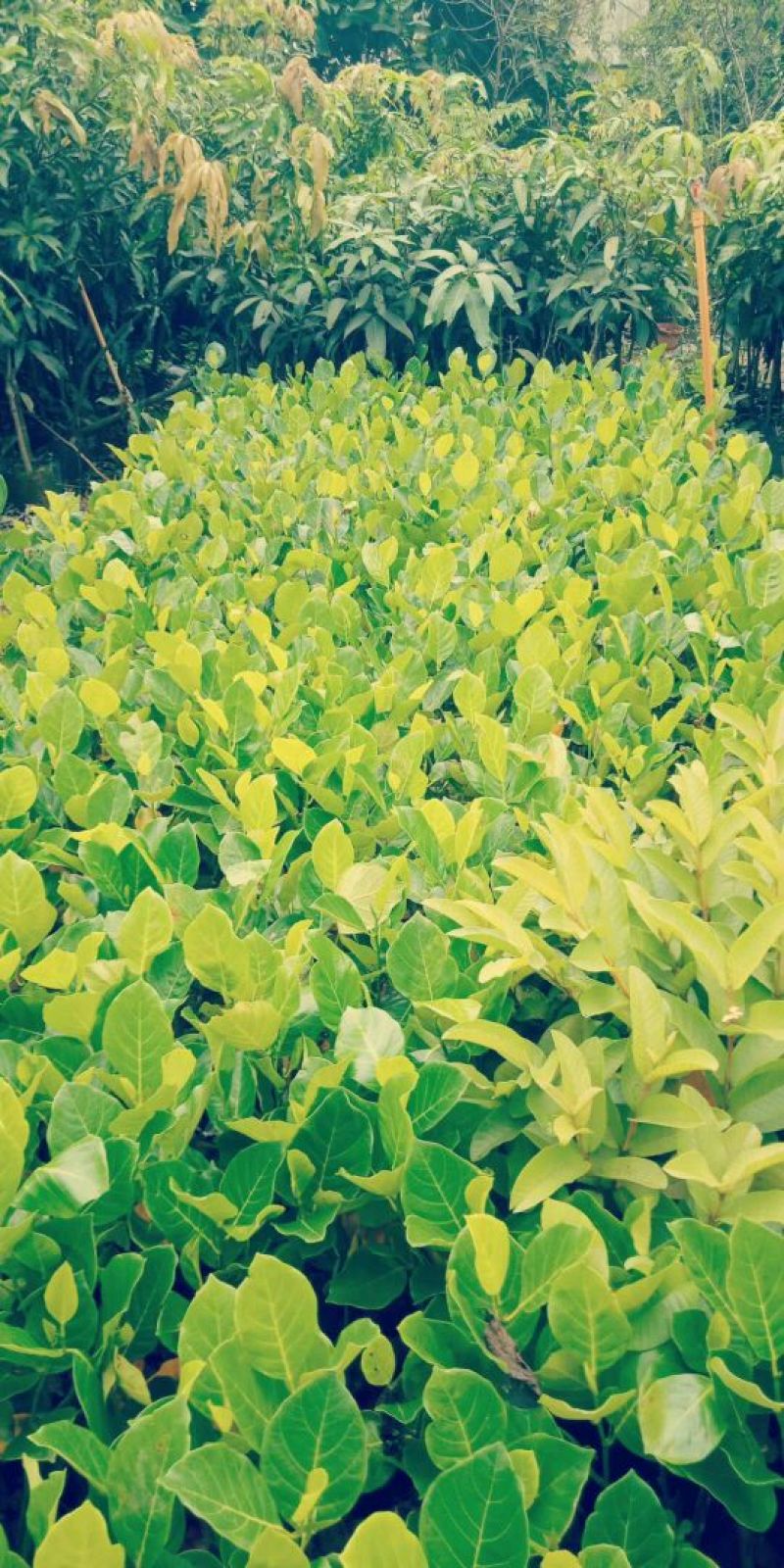 1号菠萝蜜苗，嫁接苗