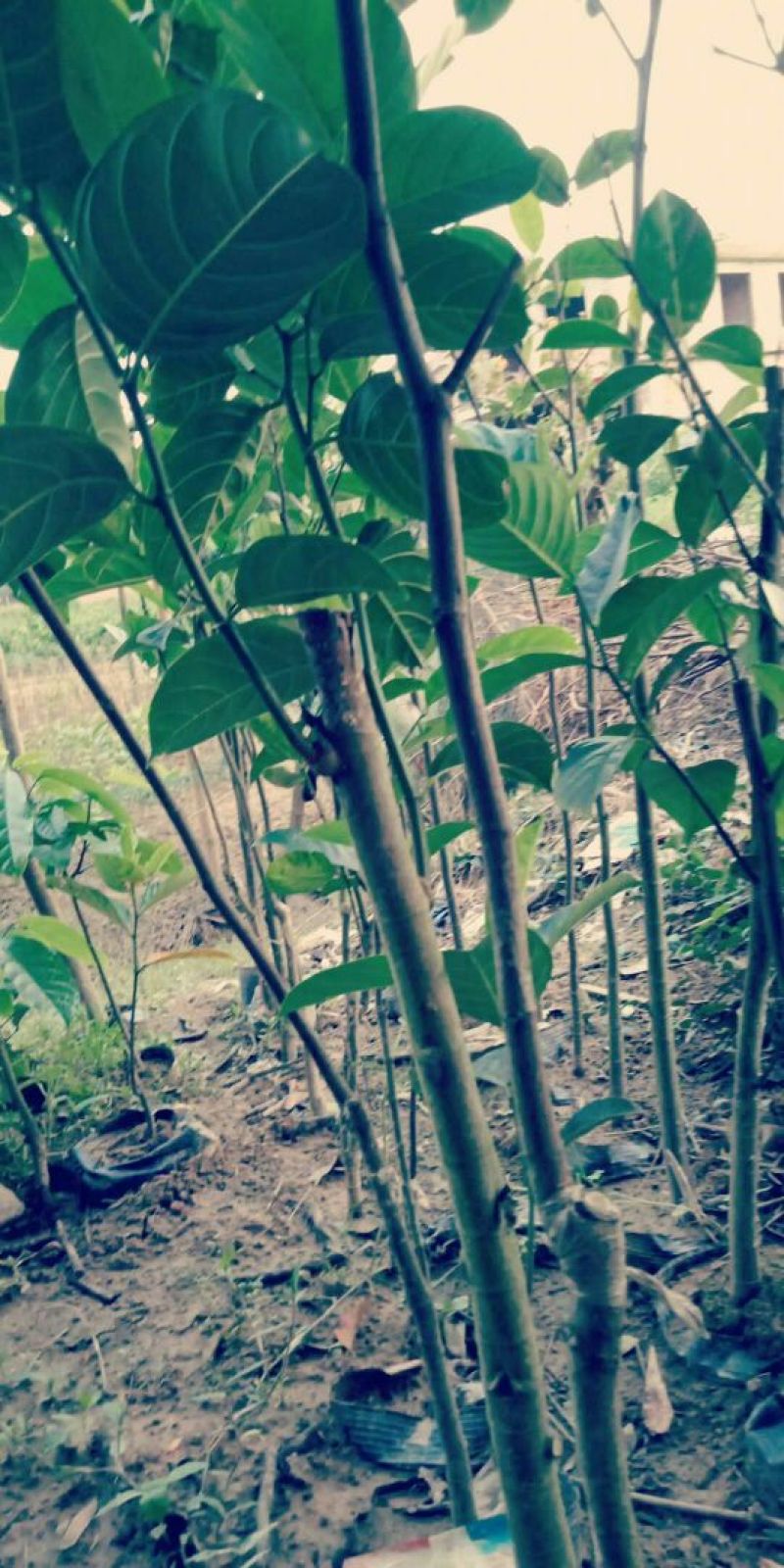 1号菠萝蜜苗，嫁接苗