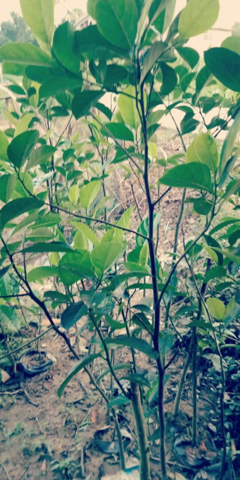 1号菠萝蜜苗，嫁接苗