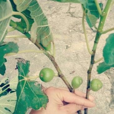 波姬红无花果苗