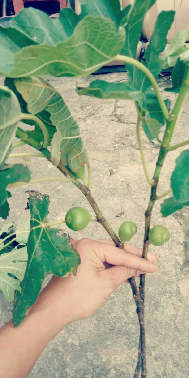 波姬红无花果苗