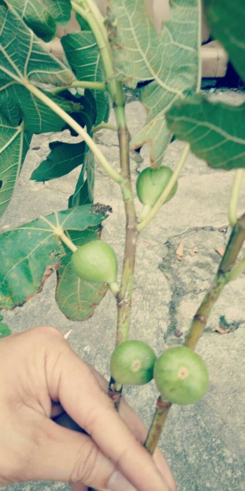波姬红无花果苗