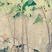 波姬红无花果苗