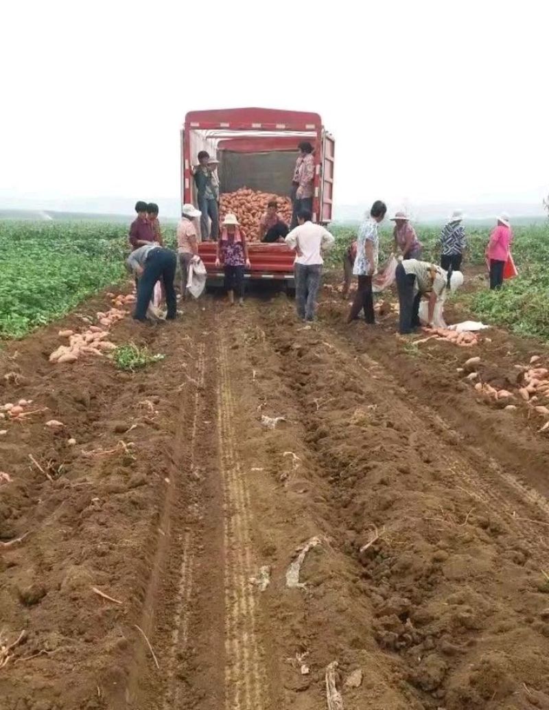西瓜红，1000亩，2两以上商品薯0.9元，条形整齐，