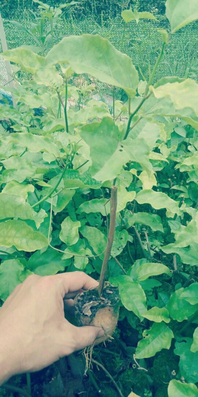 黄金百香果苗20～50cm