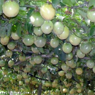 黄金百香果苗20～50cm