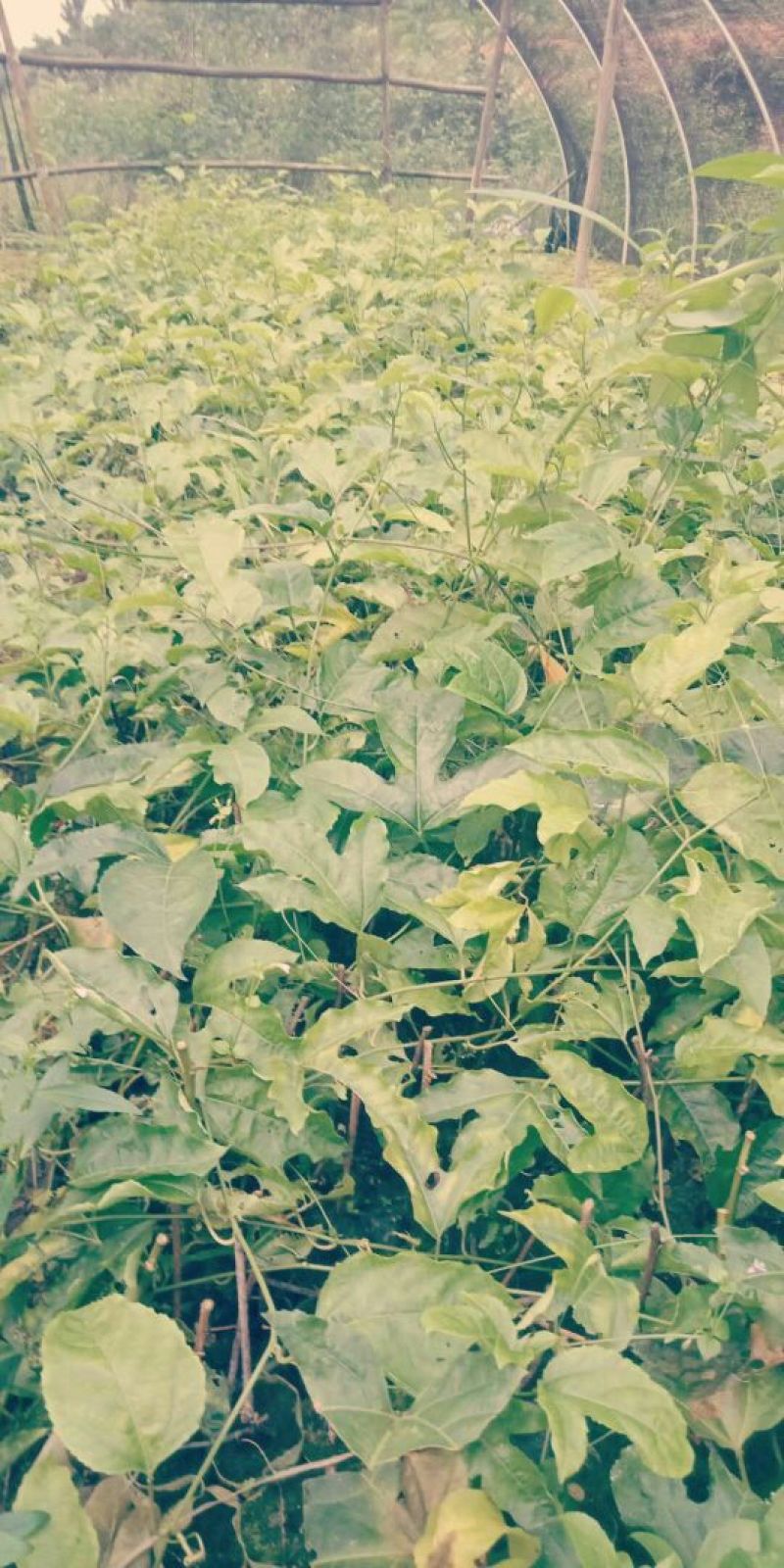 黄金百香果苗20～50cm