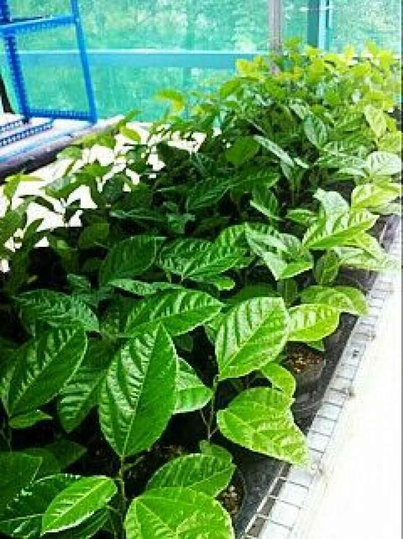 满天星百香果苗，销往全国，品种正宗