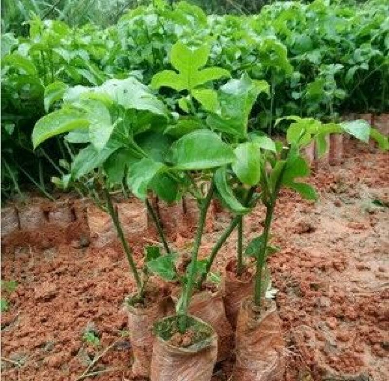 满天星百香果苗，销往全国，品种正宗