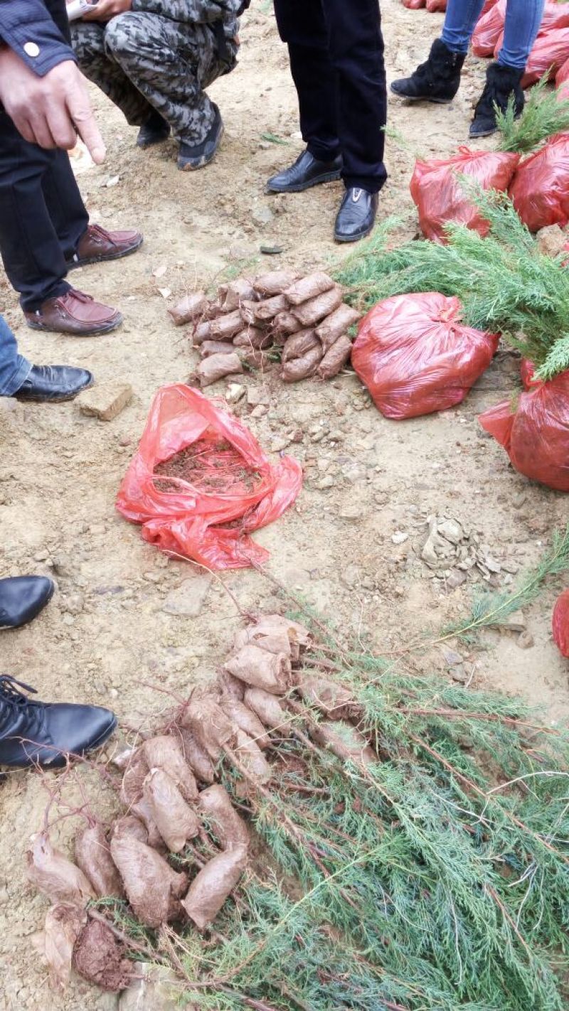 滇柏苗【圆柏】冲天柏基地直销，技术指导成活率高