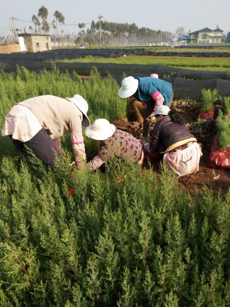 滇柏苗【圆柏】冲天柏基地直销，技术指导成活率高