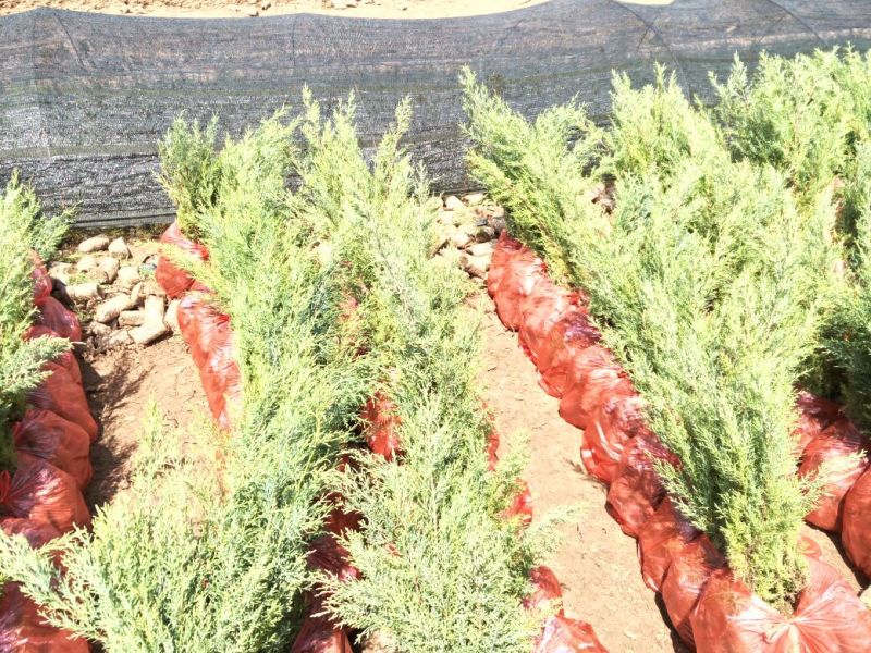 滇柏苗【圆柏】冲天柏基地直销，技术指导成活率高