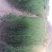 基地直销带营养杯侧柏苗，成活率高，荒山造林，陵园绿化专用