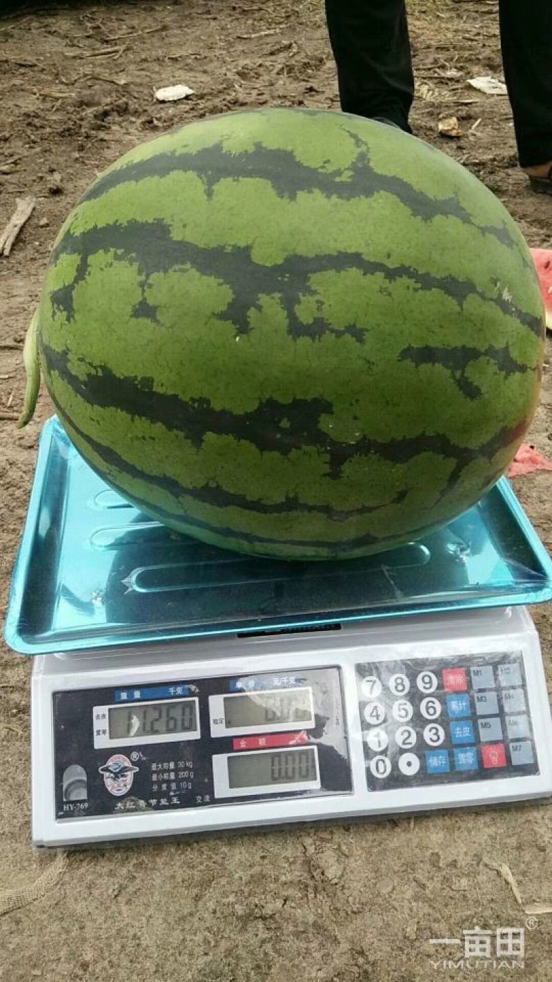吉林大量上市一手货源全国发货诚信经营欢迎来电