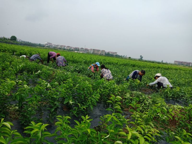 红美人柑橘苗，基地种植，供货稳定，欢迎来电联系