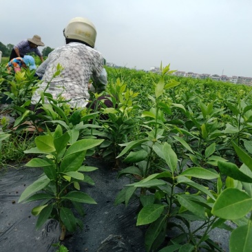 红美人柑橘苗，基地种植，供货稳定，欢迎来电联系
