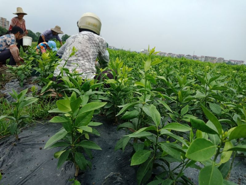 红美人柑橘苗，基地种植，供货稳定，欢迎来电联系