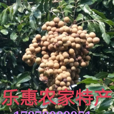 桂圆龙眼石硖