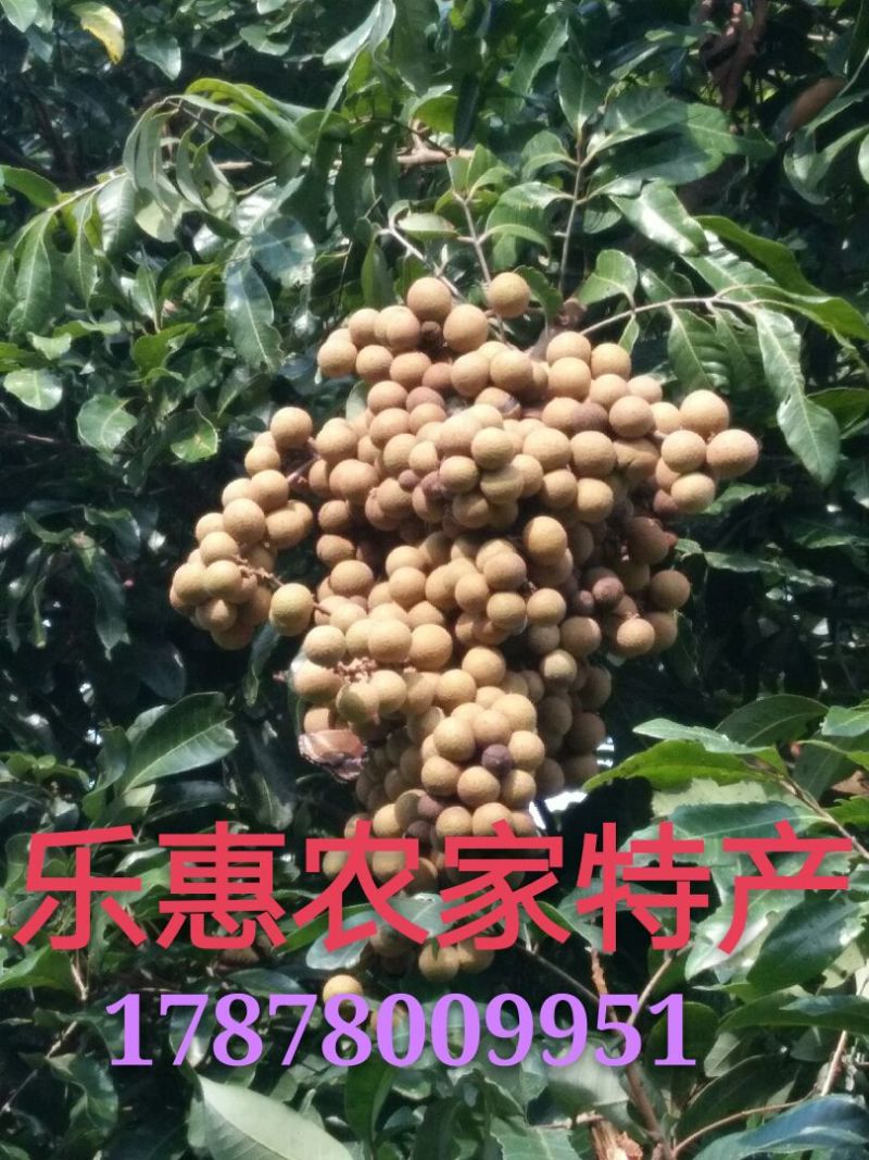 桂圆龙眼石硖