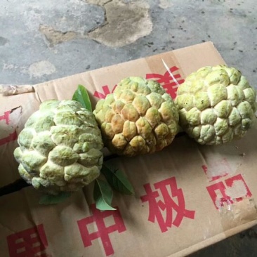 释迦凤梨，4两以上