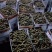 各品种龙眼大吨量上市，价格亲民，量大从优。