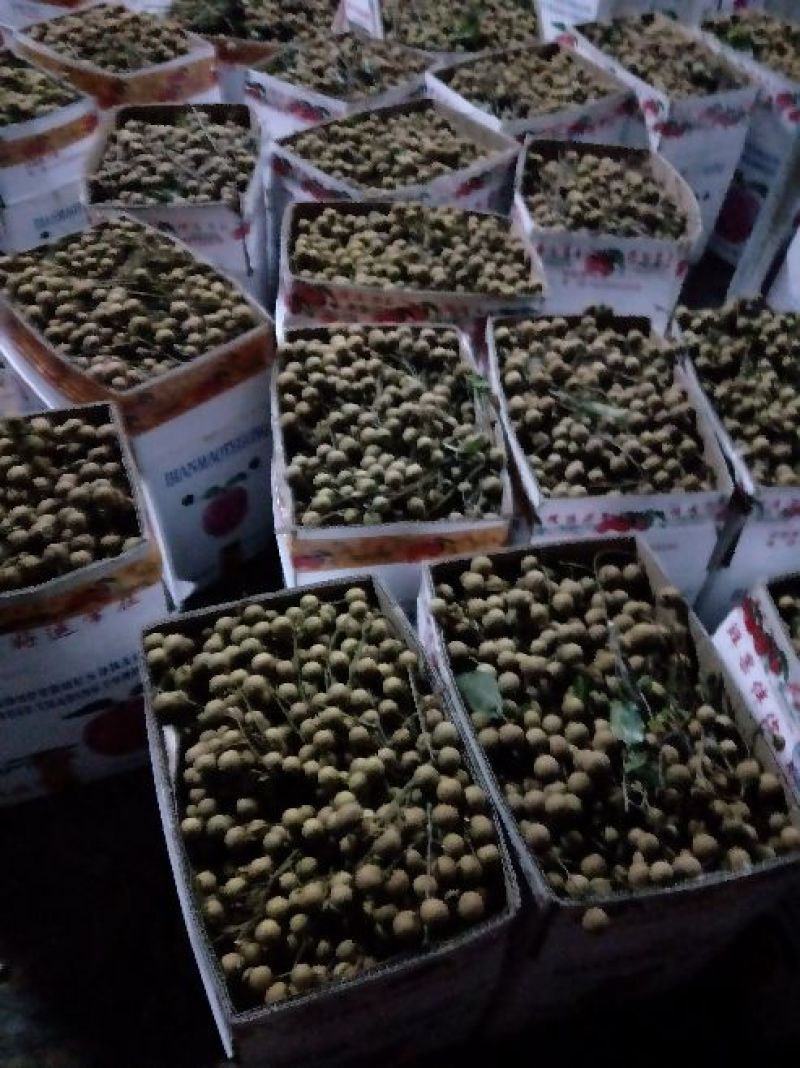 各品种龙眼大吨量上市，价格亲民，量大从优。