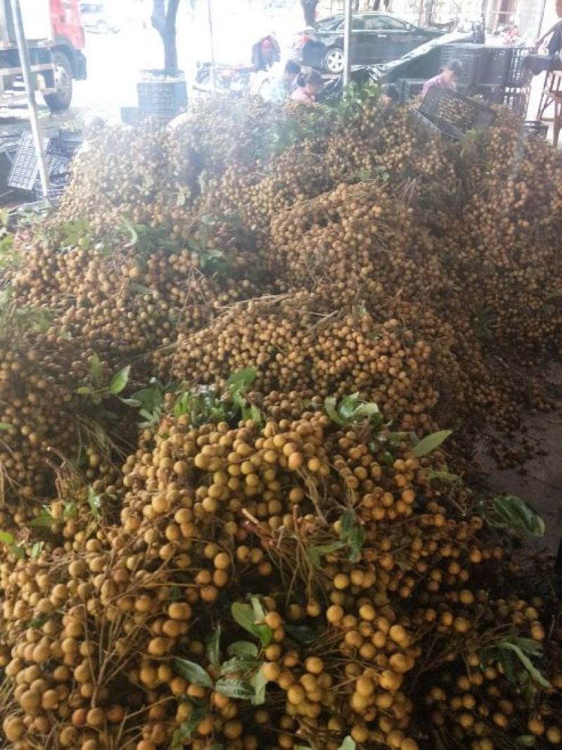 各品种龙眼大吨量上市，价格亲民，量大从优。