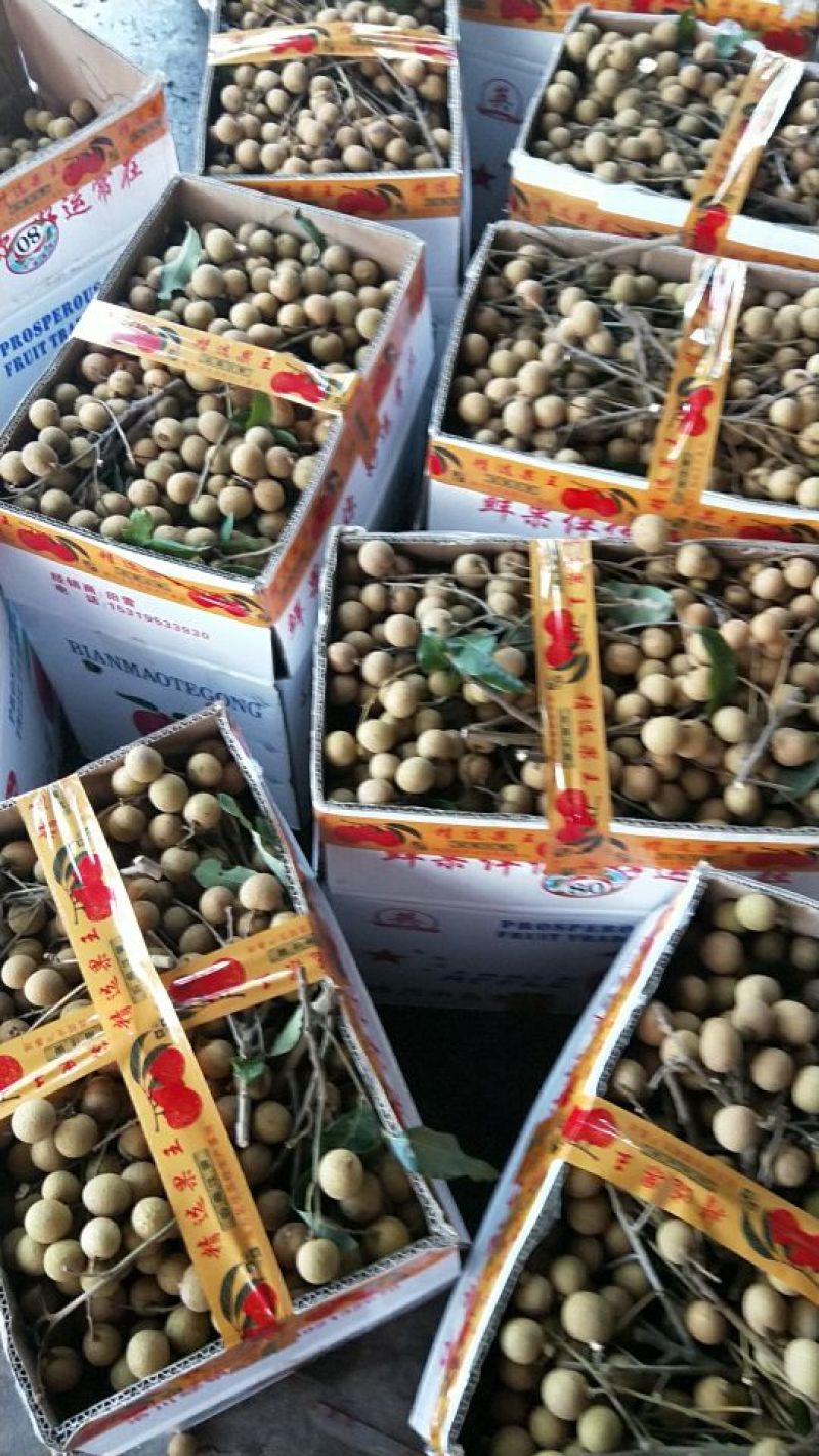 各品种龙眼大吨量上市，价格亲民，量大从优。