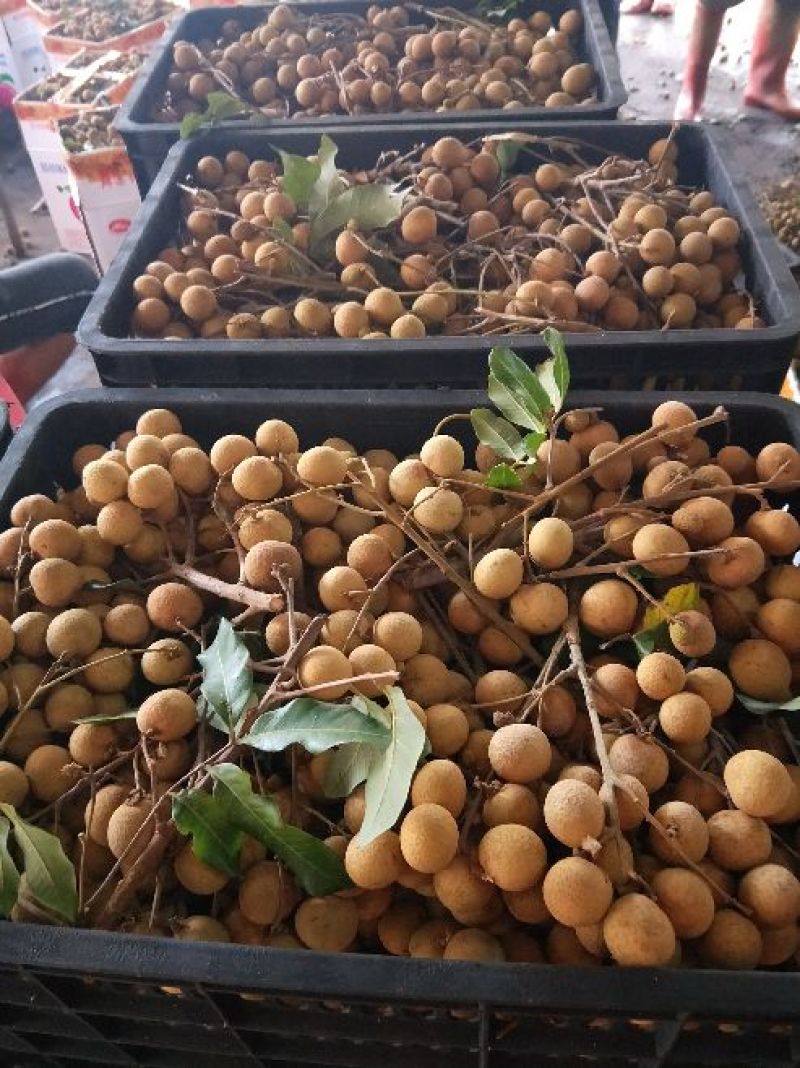 各品种龙眼大吨量上市，价格亲民，量大从优。