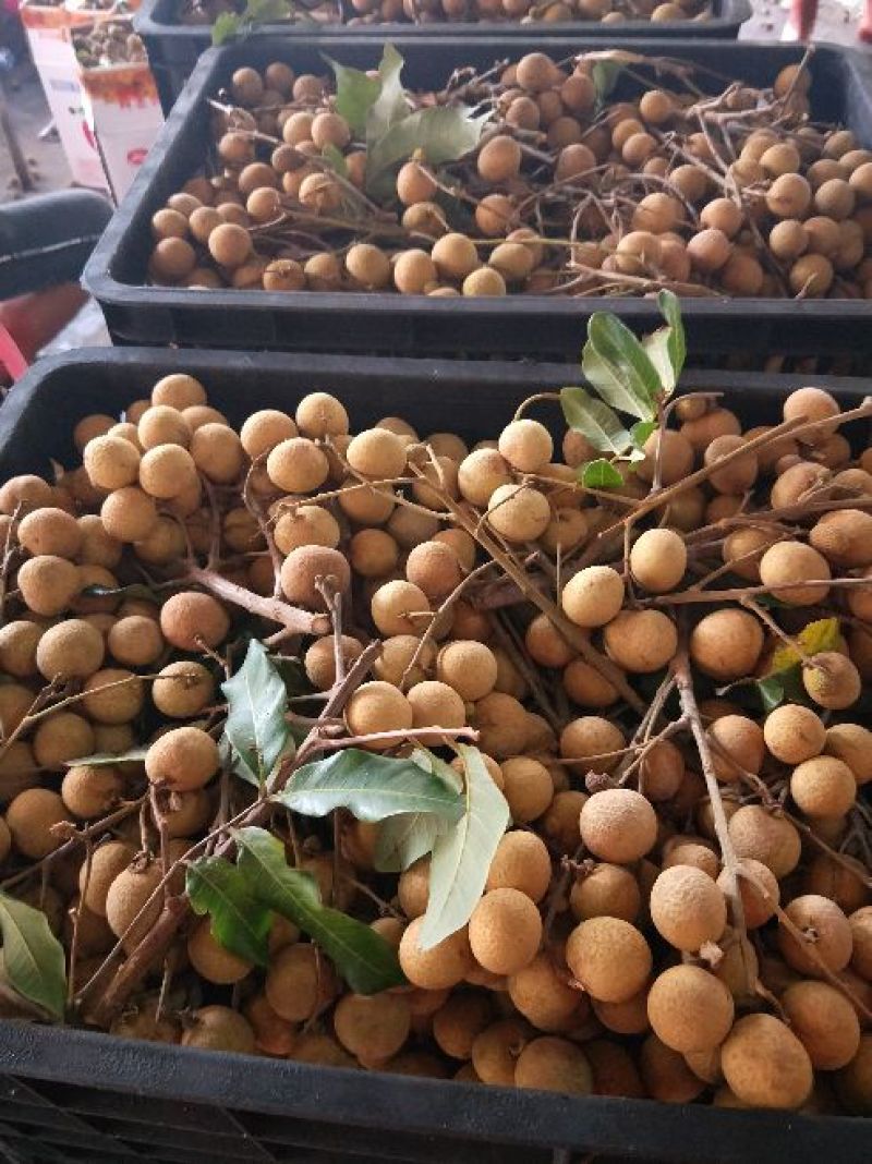 各品种龙眼大吨量上市，价格亲民，量大从优。