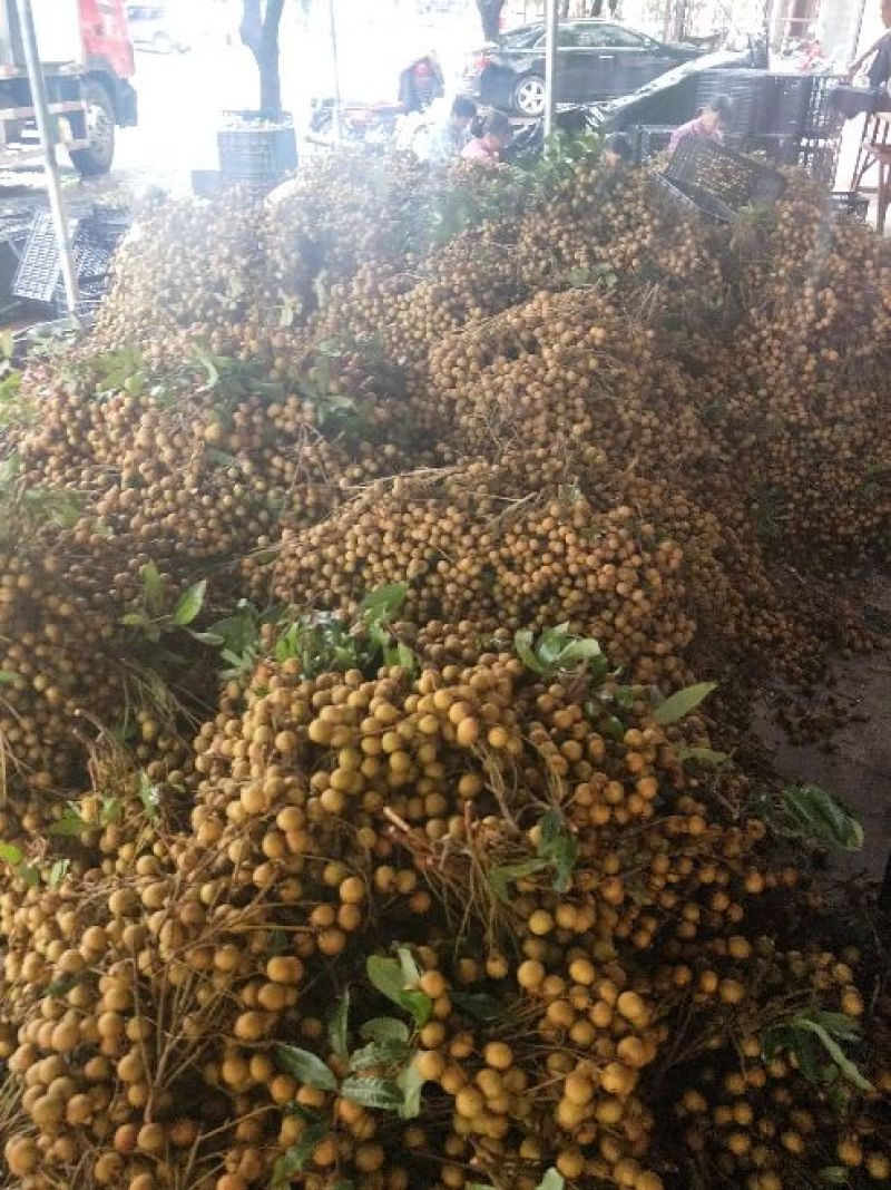 各品种龙眼大吨量上市，价格亲民，量大从优。
