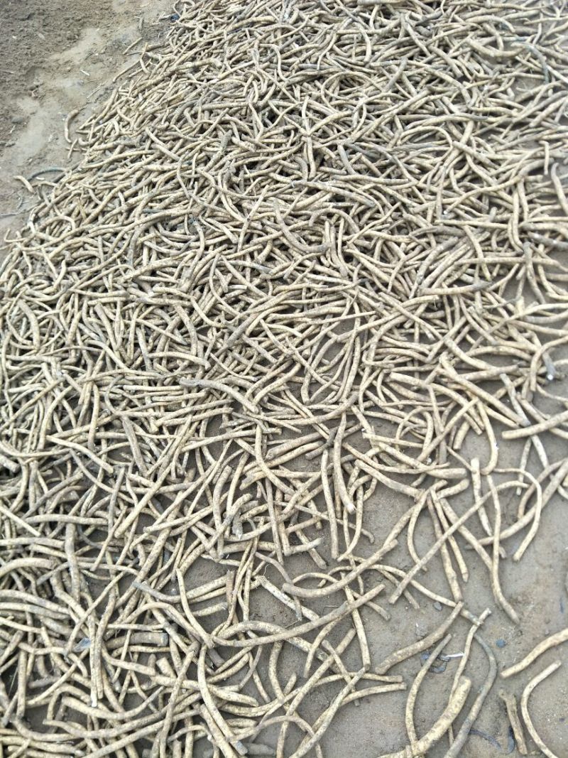 山东临沂河东区优质辣根种苗培育基地