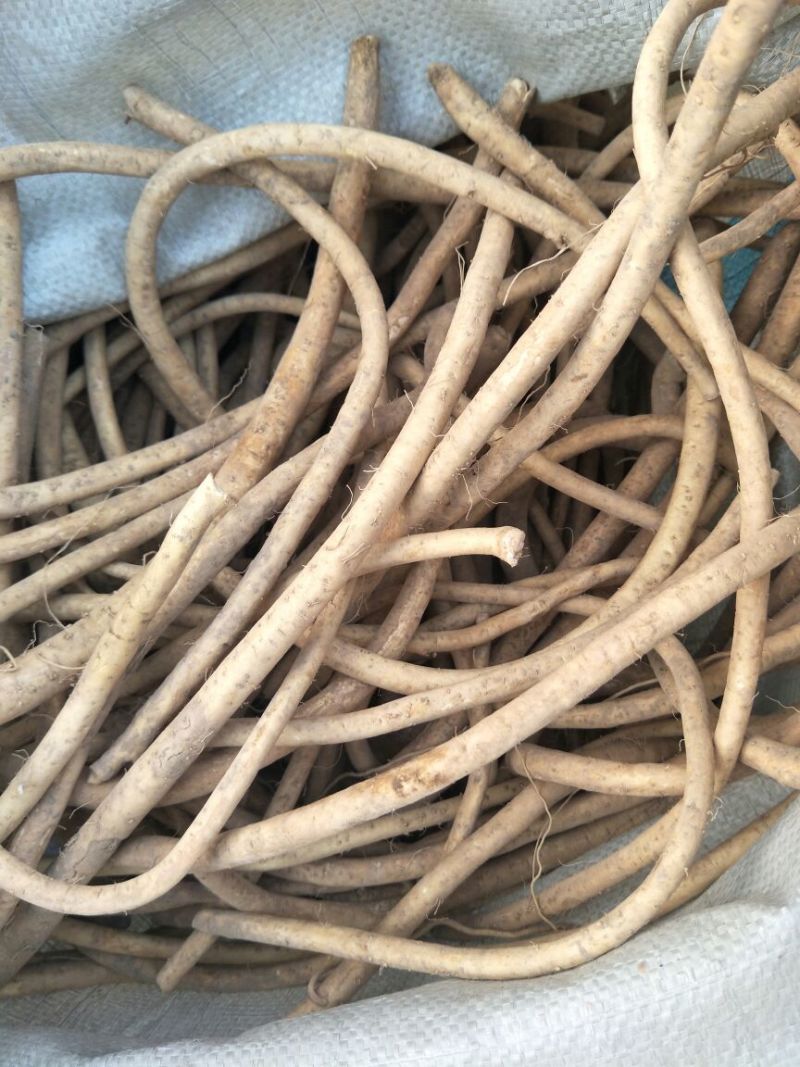 山东临沂河东区优质辣根种苗培育基地