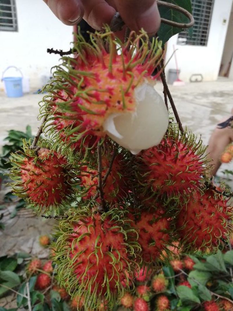 海南保亭红毛丹七号果顺丰包邮