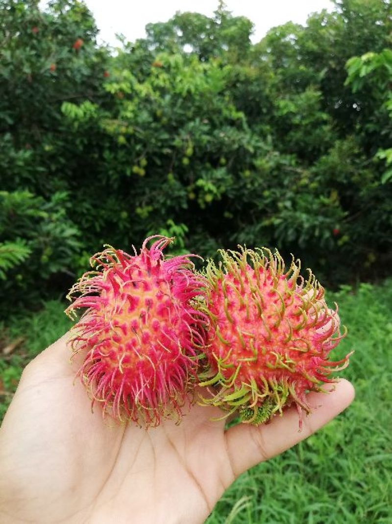 海南保亭红毛丹七号果顺丰包邮