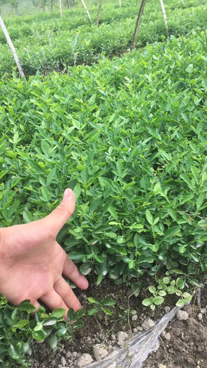 常年大量供应。枳橙苗。香橙苗。枳壳苗