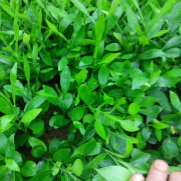 常年大量供应。枳橙苗。香橙苗。枳壳苗