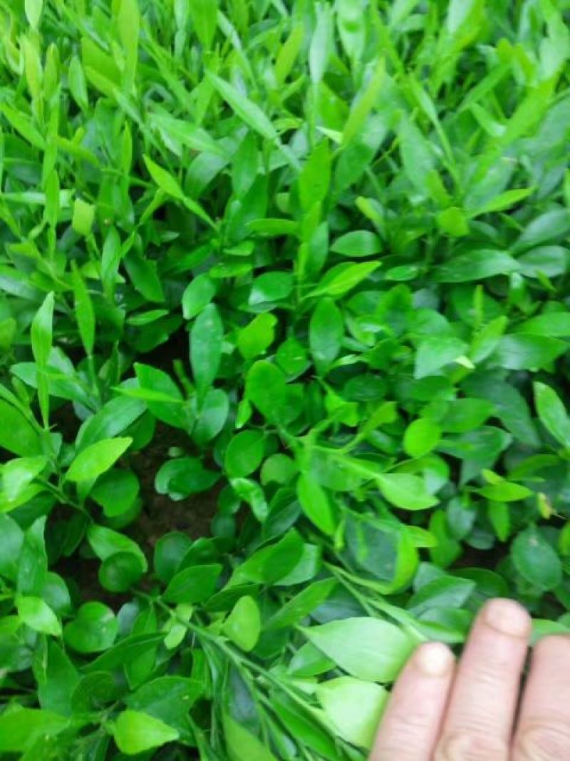 常年大量供应。枳橙苗。香橙苗。枳壳苗