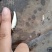 鲮鱼鳜鱼饵料鱼