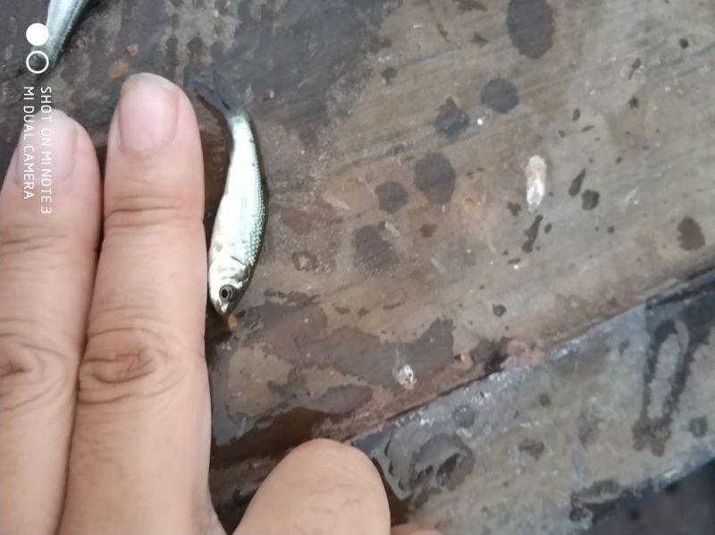 鲮鱼鳜鱼饵料鱼