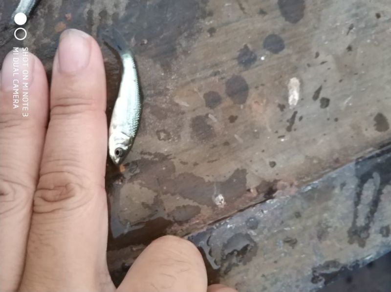 鲮鱼鳜鱼饵料鱼