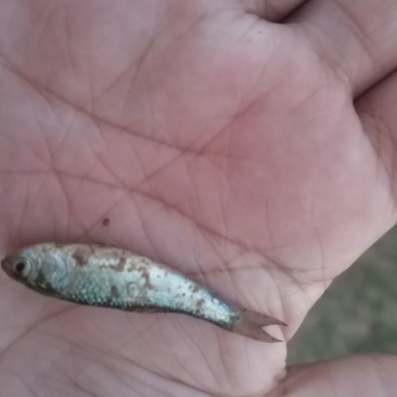 鲮鱼鳜鱼饵料鱼