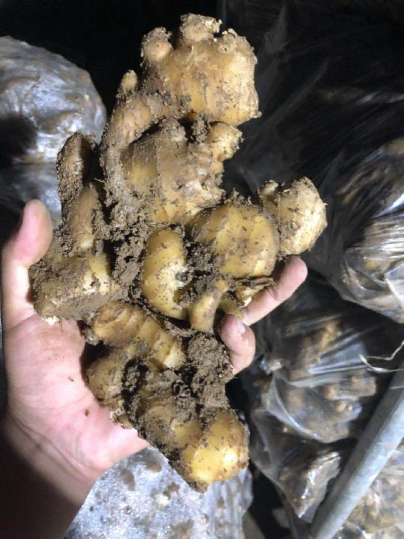 生姜大黄姜基地直供质优价廉全国发货诚信经营